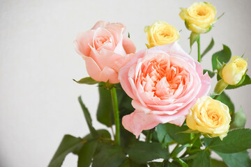 ピンクと黄色のばら