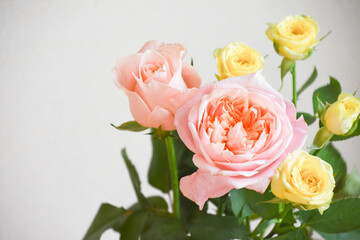 Obraz premium ピンクと黄色のばら