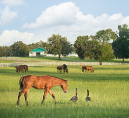 Scenic Thoroughbred Horse Farm in Ocala, Florida USA