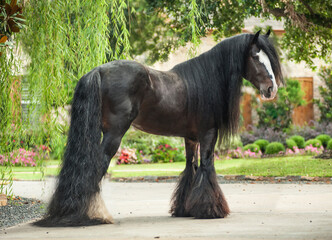 Gypsy Vanner Horse stallion stands on driveway before home.