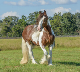 Drum Horse stallion in green grass field