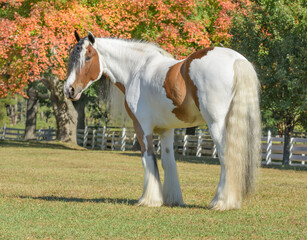 Gypsy Vanner Horse stallion stands in whitew fence pasture with autumn foliage