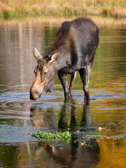 Moose Female in the Water - Wyoming