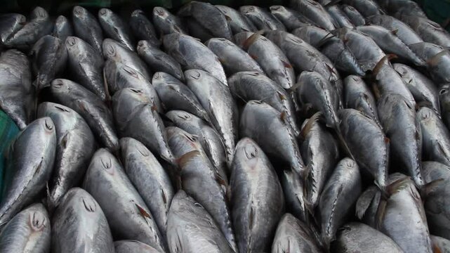 PESCADO 