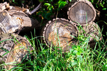 pile of logs in grass