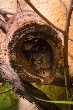 King python sleeping and curled up in a tree trunk.
