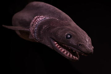 Collared shark - plastic figurine in the dark.

