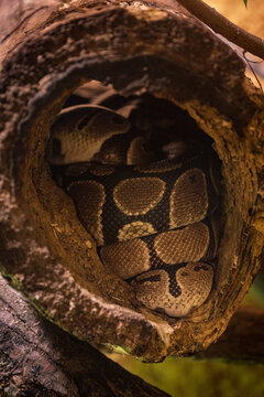 King python sleeping and curled up in a tree trunk.
