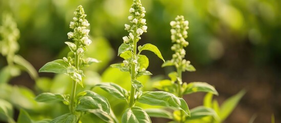 Basil plant with white flowers growing in a garden with soft focus background and Copy Space for text.