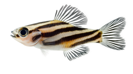 side view of a fish with distinct black and white stripes. showcasing its fins and detailed features against a plain white background the purpose may be educational or for aquarium enthusiasts