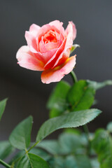 Pinkish orange beautiful blooming roses in garden, closeup.