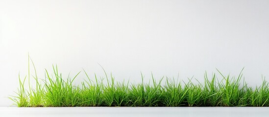 Green grass on a white background with ample copy space for text placement