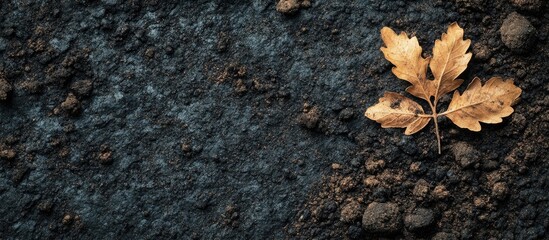 Dried oak leaves on dark soil with textured stones and copy space for text placement