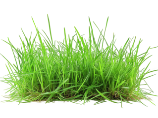 a patch of vibrant green grass. characterized by its tall. lush blades the grass appears healthy and fresh. set against a plain white background. emphasizing its color and texture various purposes. in