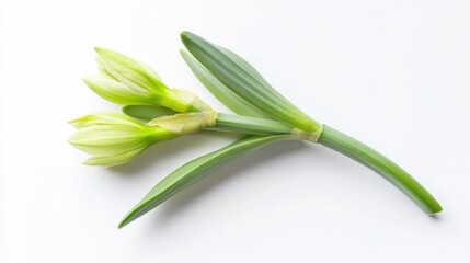 Fototapeta premium Fresh green daffodil bloom on white background highlighting intricate details and ample space for text or creative designs