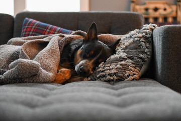 Blue Heeler tucked in sleeping on a couch 
