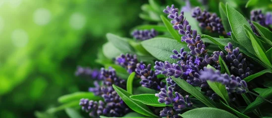  Lavender flowers with green leaves in a natural setting soft focus background Copys Space © AbstractAI
