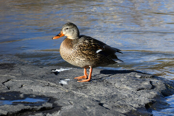 Duck sitting on a rock in a river 