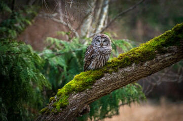 Barred Owl perched on a willow tree in a forested area of the Pacific Northwest. This owl will descend to the forest floor to nab a rodent for an evening meal seconds after this photograph was taken.