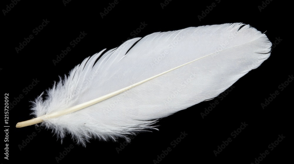 Aufkleber white feather with delicate plumes on a black background for copy space. close-up view showcasing te