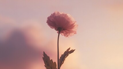 Fototapeta premium Single pale pink flower against a soft sunset sky.