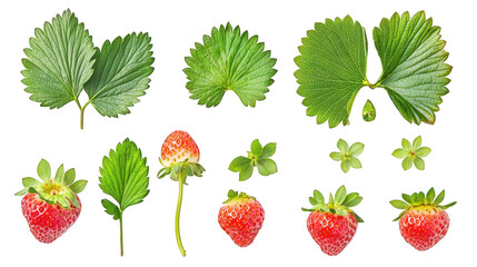 collection of strawberries. strawberry leaves. and small strawberry plants arranged artistically on a white background this composition highlights the natural beauty and freshness of strawberries. mak