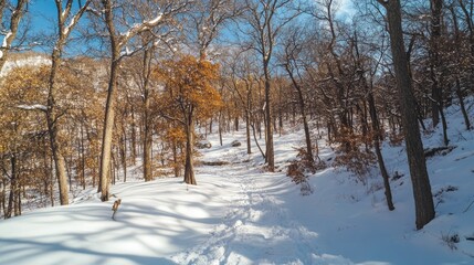 Serene Winter Forest Landscape with Snow Covered Trees Bright Sunny Day Tranquil Pathway in a Winter Wonderland Copy Space for Text