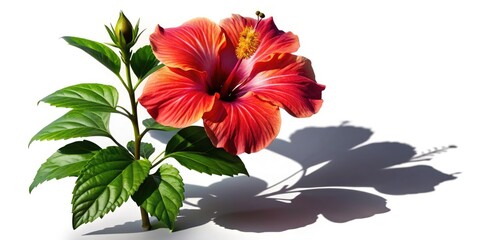 Obraz premium 3D Rendered Hibiscus Silhouette, White Background, Botanical Illustration, Silhouette Photography, High-Resolution Image