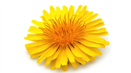 Vibrant Yellow Dandelion Flower Isolated on White Background Captured with High-Quality Macro Photography