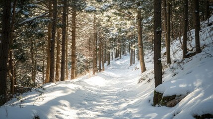 Fototapeta premium Winter forest pathway with snow-laden trees tranquil landscape serene outdoor scene with ample copy space for text or messages