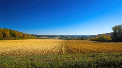 Golden Autumn Field Panorama: A Serene Rural Landscape
