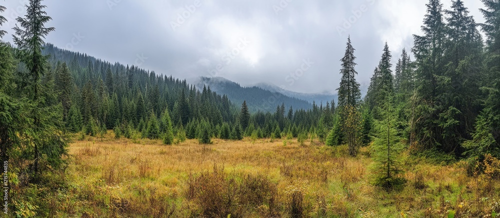 Poster tranquil panoramic view of a dense fir forest with an open meadow and misty mountains in the backgro
