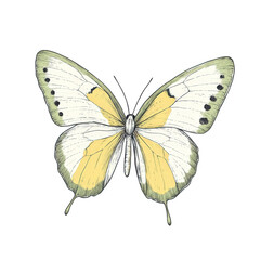 Obraz premium beautifully illustrated butterfly with delicate wings showcasing a blend of yellow and green colors. highlighted by intricate black dots along the edges its detailed design emphasizes the elegance of