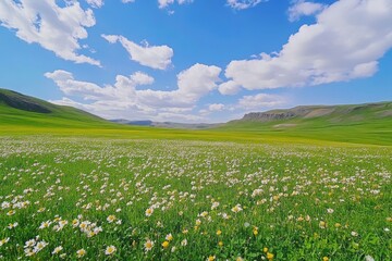 Stunning Daisy Field Landscape Under Blue Sky