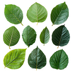 A collection of various leaves showcasing different shapes and shades of green.