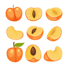 Set of apricot fruit collection kit with apricot flowers, apricot branches, green leaves, slice, cut, half and whole apricot fruit, isolated on white background, flat vector illustration cartoon.