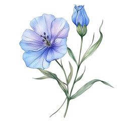 delicate illustration of a blue flower with soft petals and a budding flower. set against a white background the artwork showcases the beauty of nature. emphasizing floral aesthetics and botanical ill