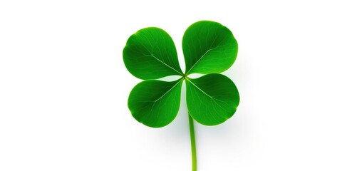 Emerald green shamrock with five delicate leaves on a crisp white background , green shamrock, foliage, five leaf clover