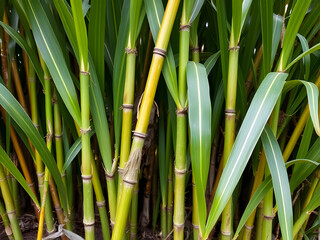 Fototapeta premium close up of bamboo