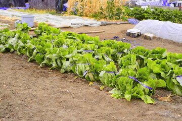 日本の冬の畑で白菜を育てる