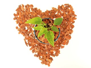 Top view of an anthurium plant surrounded by polished pine bark mulch, which forms a heart. Love...