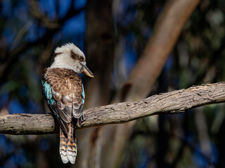 Laughing kookaburra