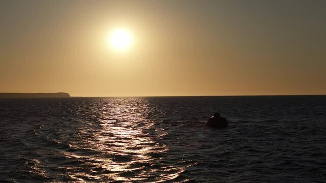 Ballena franca austral at a sunset in Península Valdés, Argentina.