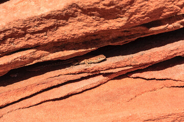 A lizard is sitting on a rock
