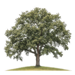 Fototapeta premium large. lush tree with a broad canopy and a sturdy trunk. standing on a grassy area the tree's leaves are vibrant and full. suggesting a healthy and thriving environment to represent nature. growth. or