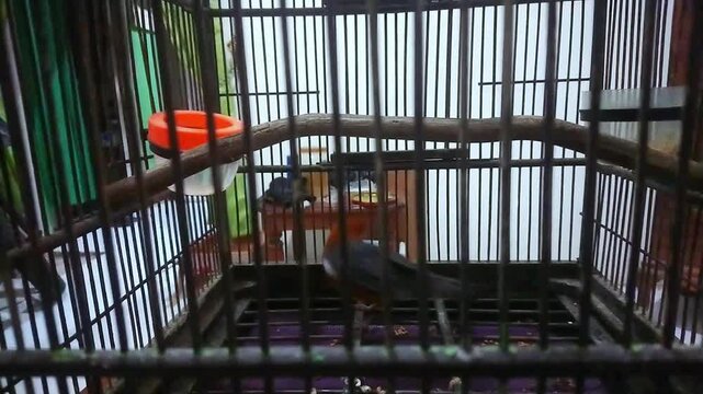 A video of java thrush kept in cages in the night. In Indonesia called "anis merah".