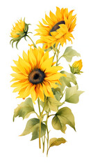 Digital vintage watercolor sunflower floral bouquet abstract graphic poster background