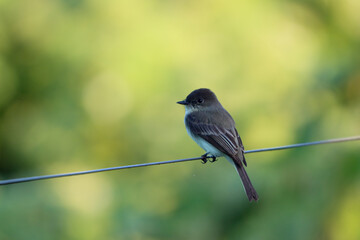 Little bird