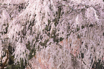 満開の枝垂れ桜をクローズアップで撮影
