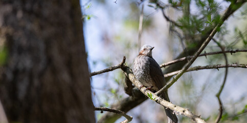 枝に止まる野鳥　ヒヨドリ
